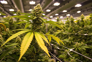 Hemp /Cannabis